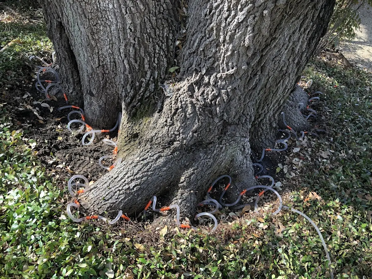Detailed Tree Cabling and Bracing job site in Middleton