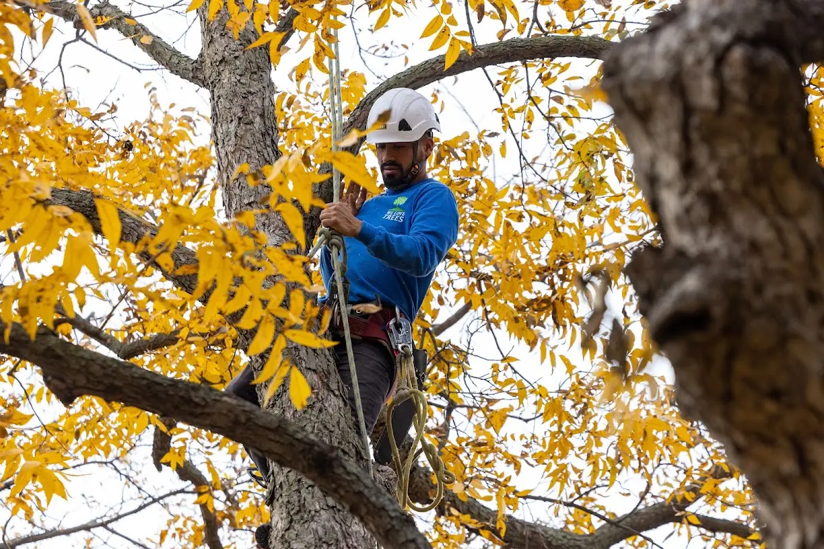 Skilled Tree Planing crew working in Middleton